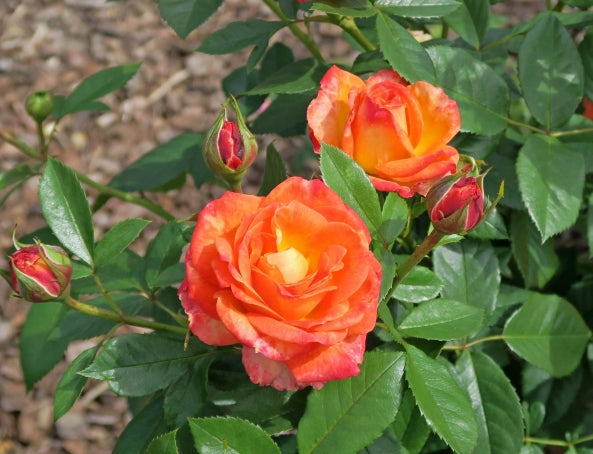 Feurio Rose Seedlings Flower Seeds Perennial Growing Bonsai Corms Tubers Potted Planting Reblooming Fragrant Garden Roots Rhizomes Species Blooms Plant Bulbs Gardening Tree