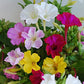 Mix colors Four-OClock Flower Seeds four o'clock plant seeds 4 o'clock flowers seeds
