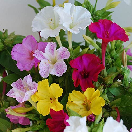 Mix colors Four-OClock Flower Seeds four o'clock plant seeds 4 o'clock flowers seeds
