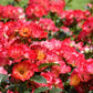 Summer of Love Rose Seedlings Flower Seeds Perennial Growing Bonsai Corms Tubers Potted Planting Reblooming Fragrant Garden Roots Rhizomes Species Blooms Plant Bulbs Gardening Tree