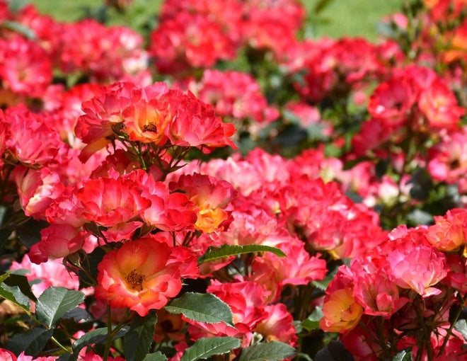Summer of Love Rose Seedlings Flower Seeds Perennial Growing Bonsai Corms Tubers Potted Planting Reblooming Fragrant Garden Roots Rhizomes Species Blooms Plant Bulbs Gardening Tree