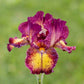 Red Hot Chili Reblooming Bearded Iris