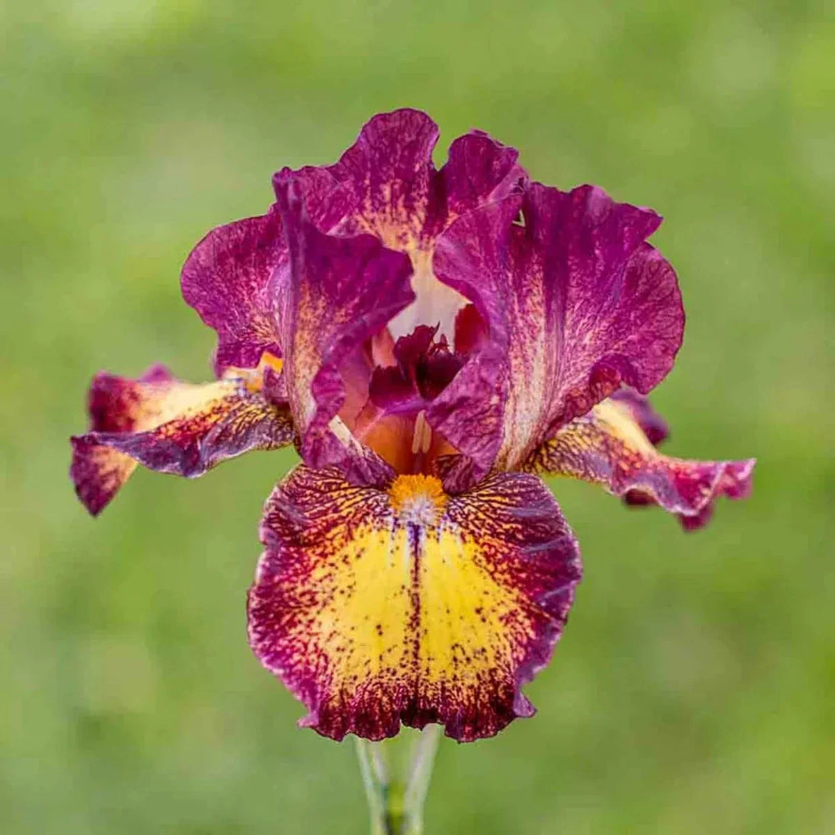 Red Hot Chili Reblooming Bearded Iris