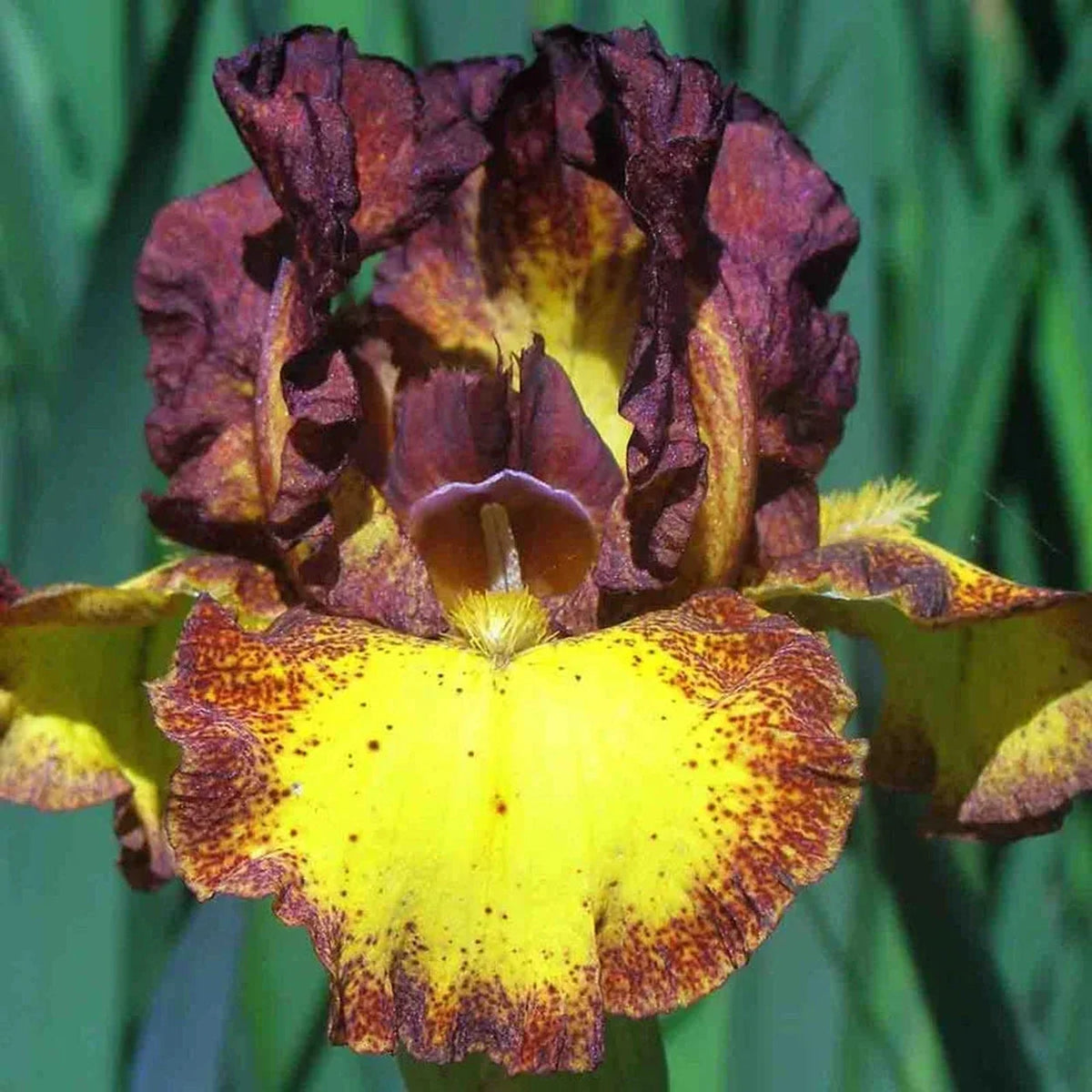 Red Hot Chili Reblooming Bearded Iris