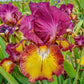 Red Hot Chili Reblooming Bearded Iris