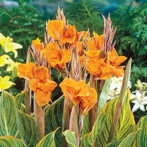 Pretoria Canna Bulbs Perennial Growing Bonsai Roots Rhizomes Corms Tubers Potted Planting Reblooming Fragrant Garden Species Blooms Flower Seeds Plant Gardening