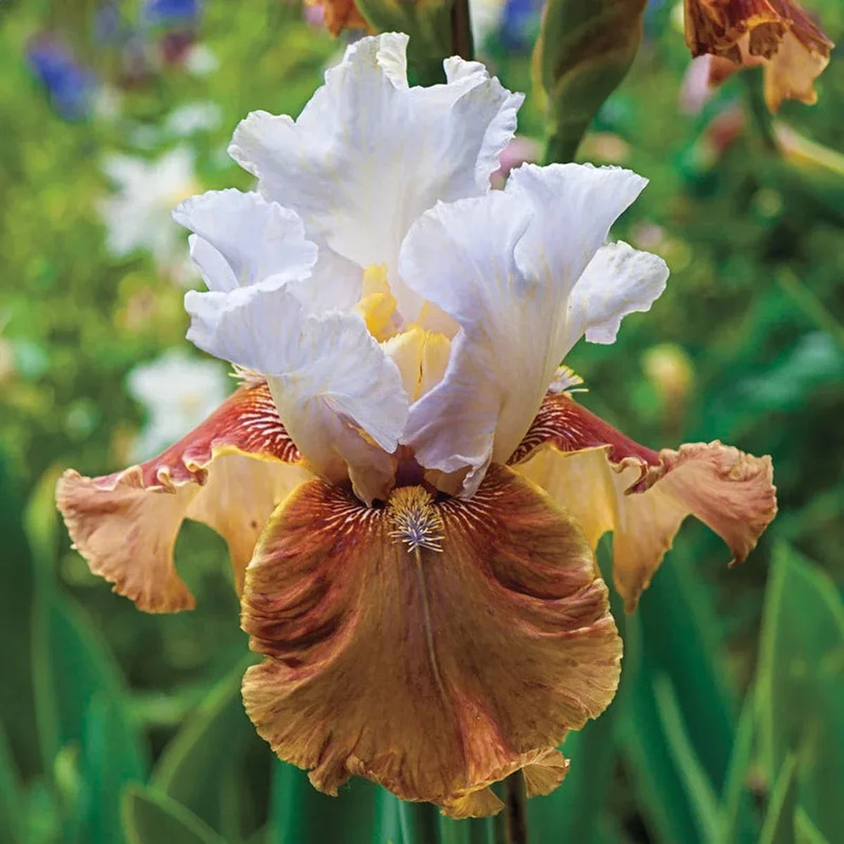 Changing Seasons Bearded Iris