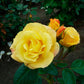 Arthur Bell Rose Seedlings Flower Seeds Perennial Growing Bonsai Corms Tubers Potted Planting Reblooming Fragrant Garden Roots Rhizomes Species Blooms Plant Bulbs Gardening Tree