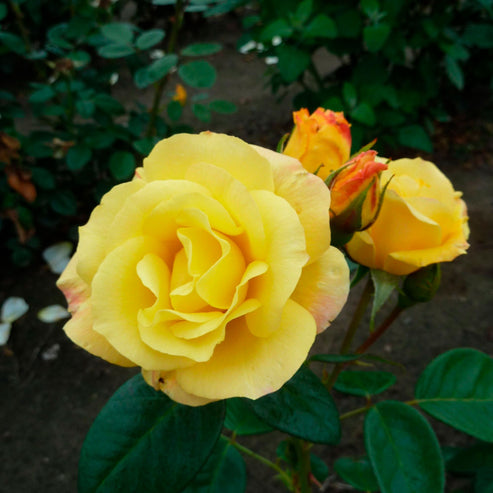 Arthur Bell Rose Seedlings Flower Seeds Perennial Growing Bonsai Corms Tubers Potted Planting Reblooming Fragrant Garden Roots Rhizomes Species Blooms Plant Bulbs Gardening Tree