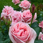 Aphrodite Rose Seedlings Flower Seeds Perennial Growing Bonsai Corms Tubers Potted Planting Reblooming Fragrant Garden Roots Rhizomes Species Blooms Plant Bulbs Gardening Tree