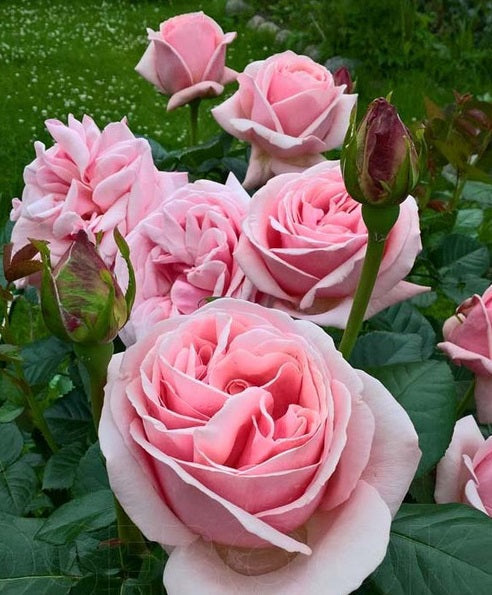 Aphrodite Rose Seedlings Flower Seeds Perennial Growing Bonsai Corms Tubers Potted Planting Reblooming Fragrant Garden Roots Rhizomes Species Blooms Plant Bulbs Gardening Tree