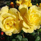 Arthur Bell Rose Seedlings Flower Seeds Perennial Growing Bonsai Corms Tubers Potted Planting Reblooming Fragrant Garden Roots Rhizomes Species Blooms Plant Bulbs Gardening Tree