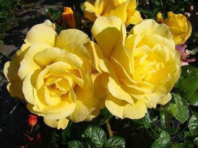 Arthur Bell Rose Seedlings Flower Seeds Perennial Growing Bonsai Corms Tubers Potted Planting Reblooming Fragrant Garden Roots Rhizomes Species Blooms Plant Bulbs Gardening Tree