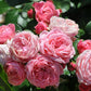 Bailando Rose Seedlings Flower Seeds Perennial Growing Bonsai Corms Tubers Potted Planting Reblooming Fragrant Garden Roots Rhizomes Species Blooms Plant Bulbs Gardening Tree