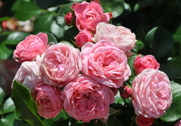 Bailando Rose Seedlings Flower Seeds Perennial Growing Bonsai Corms Tubers Potted Planting Reblooming Fragrant Garden Roots Rhizomes Species Blooms Plant Bulbs Gardening Tree