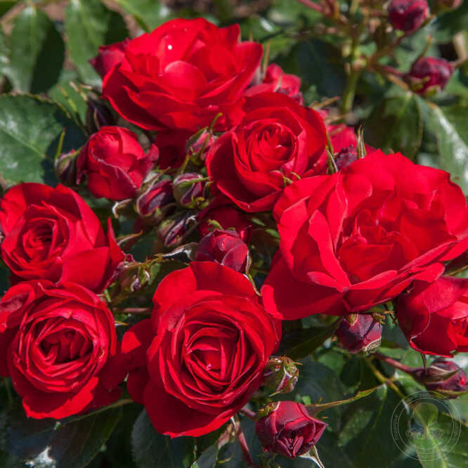 Bright Meilove Rose Seedlings Flower Seeds Perennial Growing Bonsai Corms Tubers Potted Planting Reblooming Fragrant Garden Roots Rhizomes Species Blooms Plant Bulbs Gardening Tree