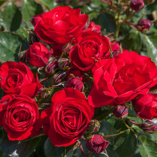 Bright Meilove Rose Seedlings Flower Seeds Perennial Growing Bonsai Corms Tubers Potted Planting Reblooming Fragrant Garden Roots Rhizomes Species Blooms Plant Bulbs Gardening Tree