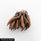 Sunset Ranunculus Corms Bulbs Persian Buttercup Growing Bonsai Roots Rhizomes Tubers Potted Planting Reblooming Fragrant Garden Species Blooms Flower Seeds Plant Gardening