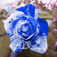 Blue Bush Rose Seedlings Flower Seeds Perennial Growing Bonsai Corms Tubers Potted Planting Reblooming Fragrant Garden Roots Rhizomes Species Blooms Plant Bulbs Gardening Tree