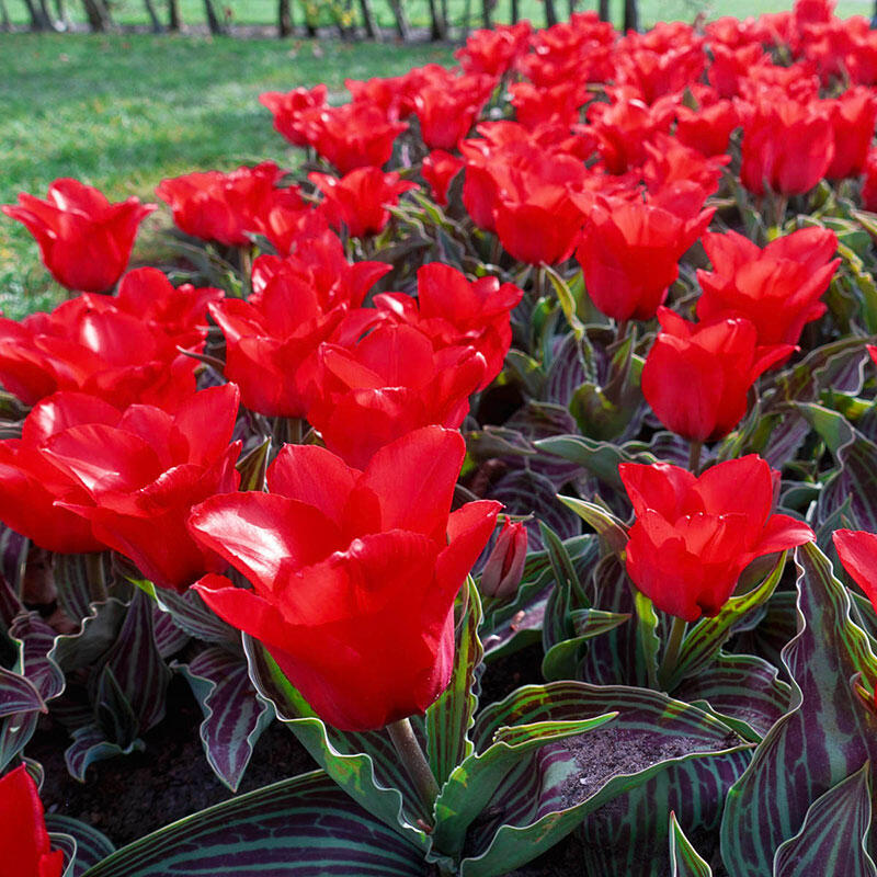 Red Riding Hood Tulip Bulbs Blooms Species Growing Bonsai Roots Rhizomes Corms Tubers Potted Planting Reblooming Fragrant Garden Flower Seeds Plant
