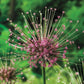 Schubertii Allium