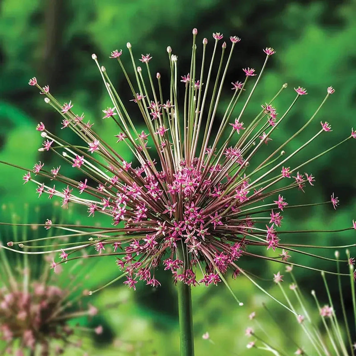 Schubertii Allium