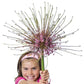 Schubertii Allium