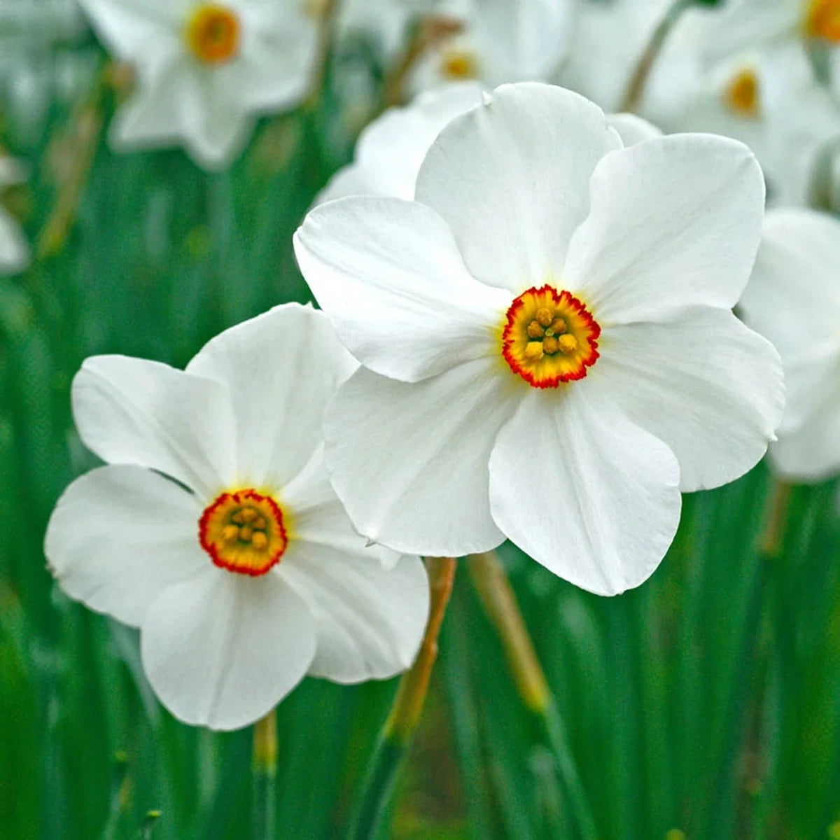 Poets Daffodil