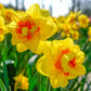 Tahiti Daffodil