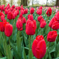 Red Dynasty  Tulip