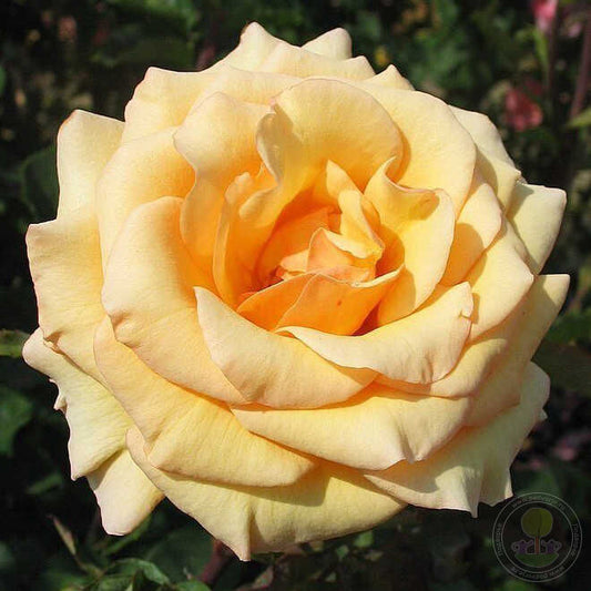 Anne Harkness Rose Seedlings Flower Seeds Perennial Growing Bonsai Corms Tubers Potted Planting Reblooming Fragrant Garden Roots Rhizomes Species Blooms Plant Bulbs Gardening Tree