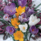 Mixed Crocus Super Sak