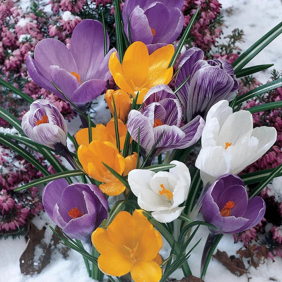 Mixed Crocus Super Sak