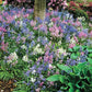 English Wood Hyacinth Mixture