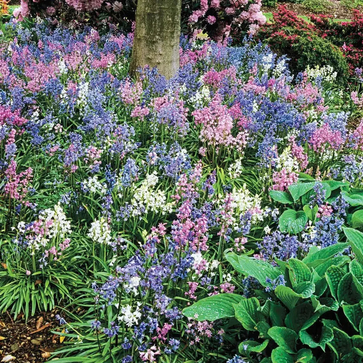 English Wood Hyacinth Mixture