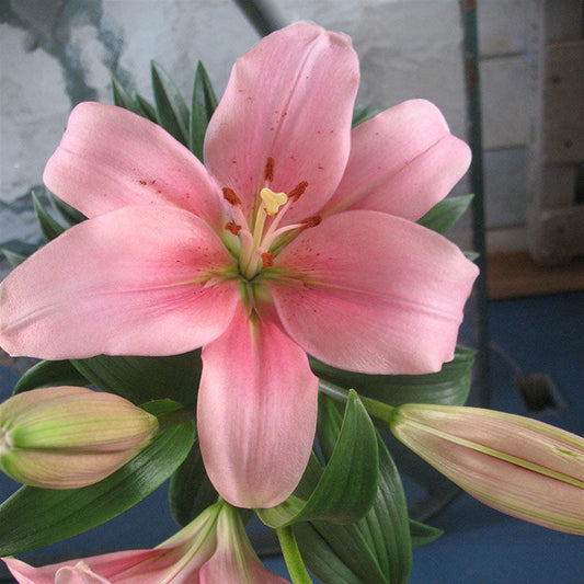 Lily Brindisi Bulbs
