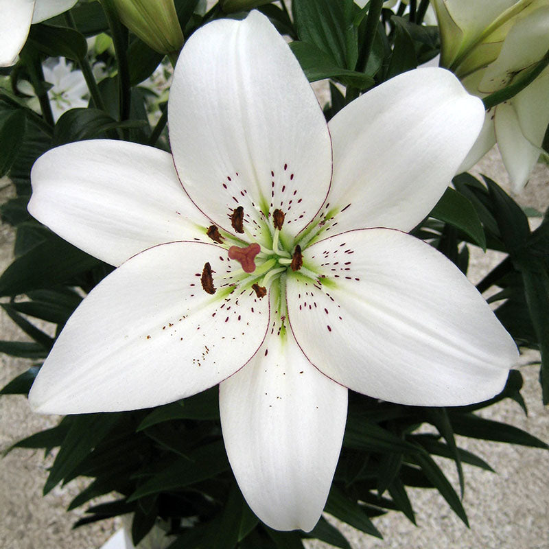 Lily Eyeliner Bulbs