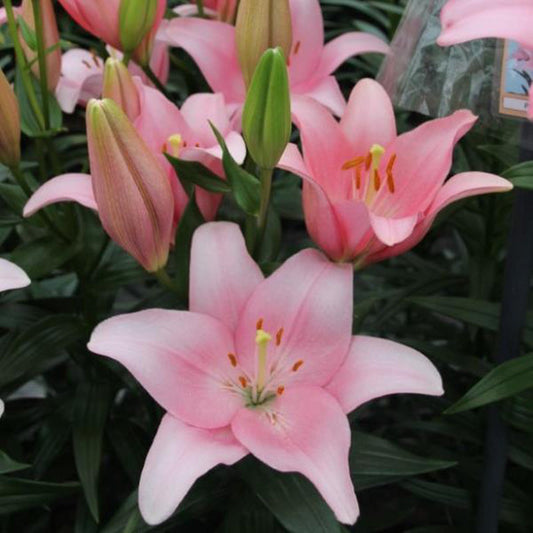Lily Lexington Bulbs