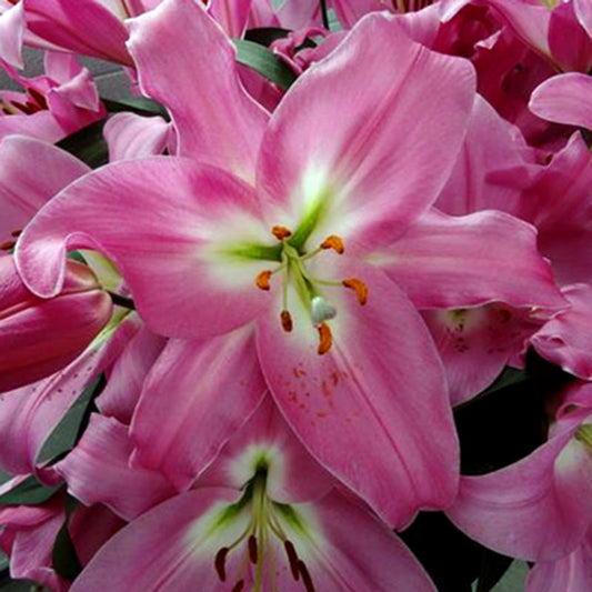 Lily Table Dance Bulbs