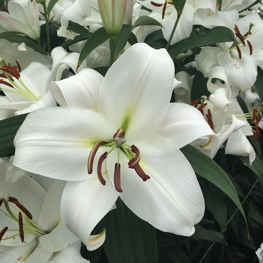 Lily Zambesi Bulbs
