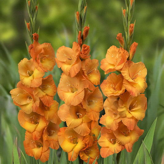 Gladiolus Cornelli Corms