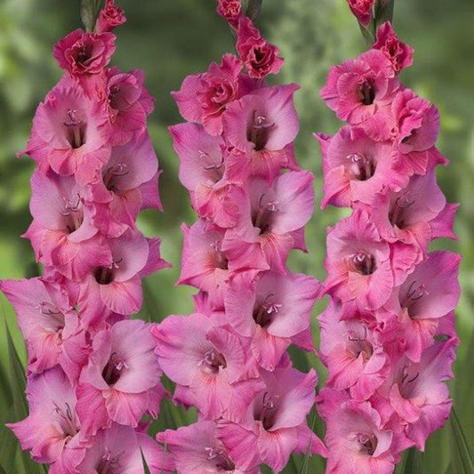 Gladiolus Bartok Corms