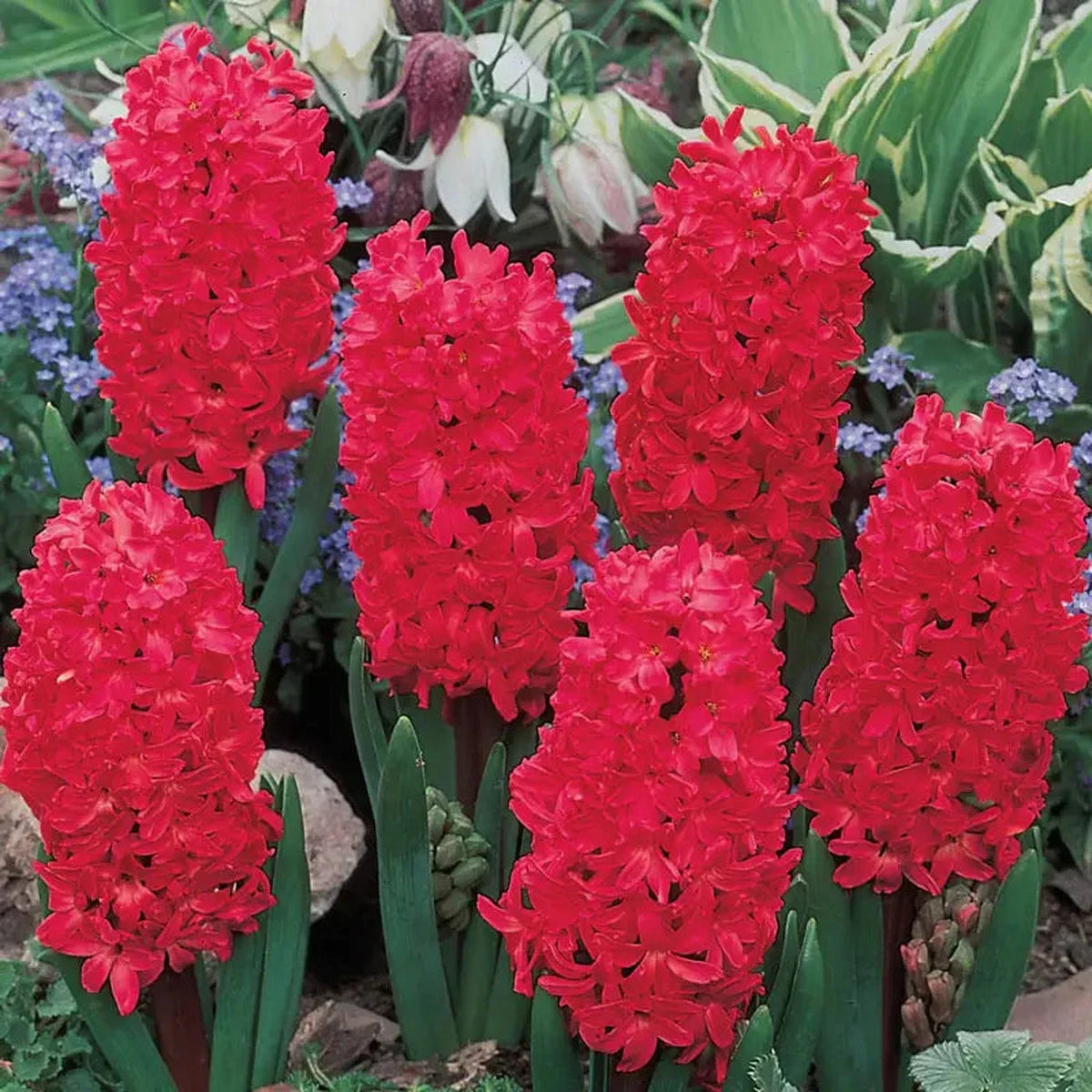 Red Hyacinth