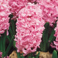 Fondant Giant Fragrant Hyacinth