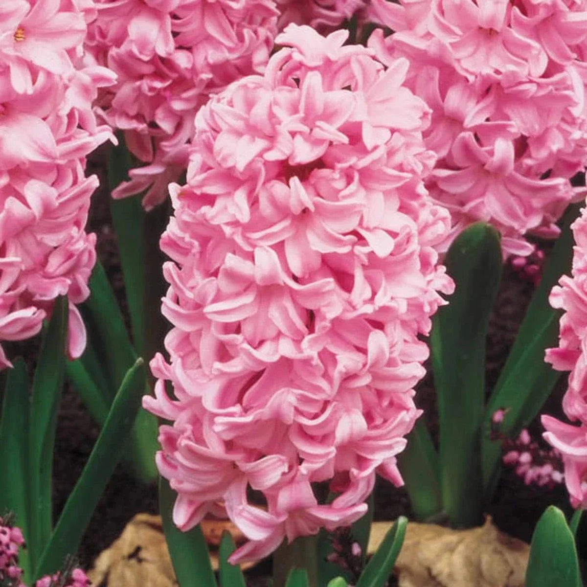 Fondant Giant Fragrant Hyacinth