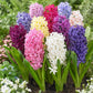Giant Hyacinth Mixture
