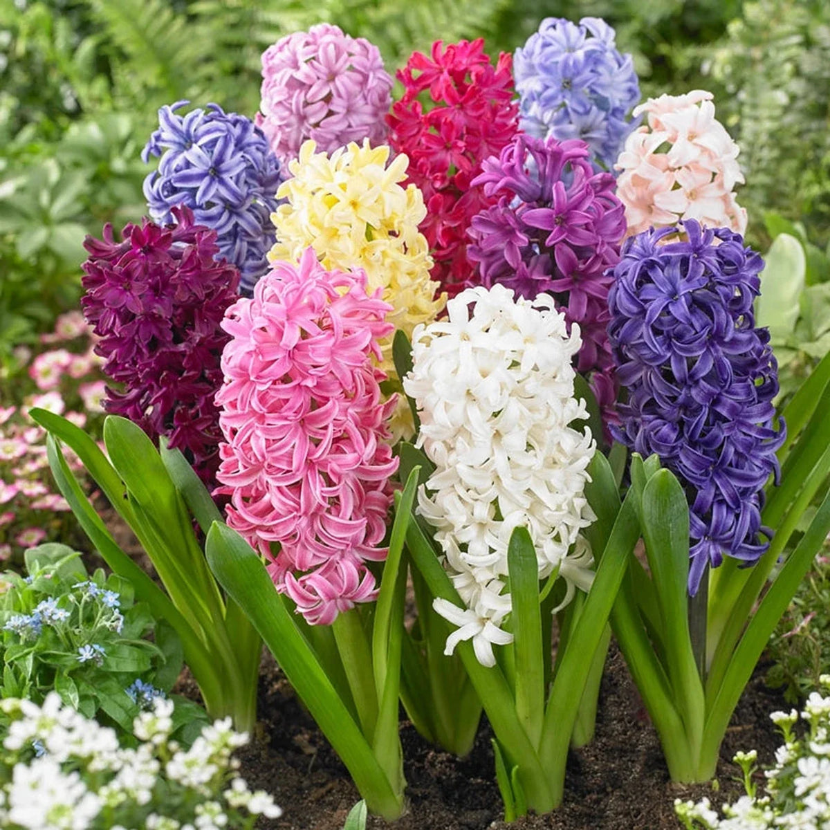 Giant Hyacinth Mixture