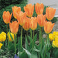 Orange Emperor Tulip
