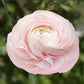 Ranunculus Pink Corms Bulbs Growing Bonsai Roots Rhizomes Tubers Potted Planting Reblooming Fragrant Garden Species Blooms Flower Seeds Plant Gardening