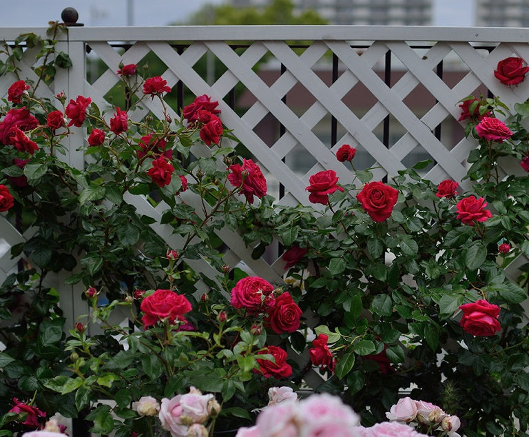 Dracula Rose Seedlings Flower Seeds Perennial Growing Bonsai Corms Tubers Potted Planting Reblooming Fragrant Garden Roots Rhizomes Species Blooms Plant Bulbs Gardening Tree